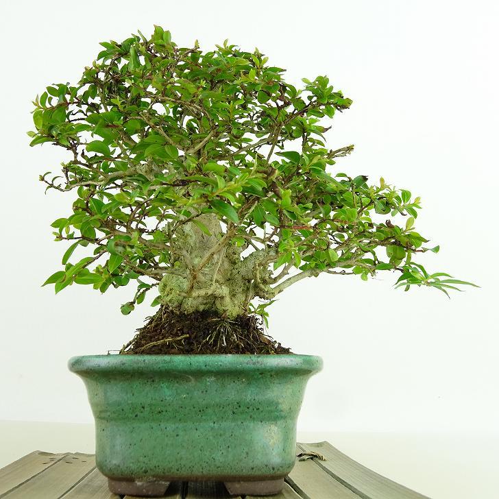 【トラさん専用】盆栽 小品 幹太 百日紅 サルスベリ トラさん専用】盆栽 小品 幹太 百日紅 サルスベリ トラさん専用