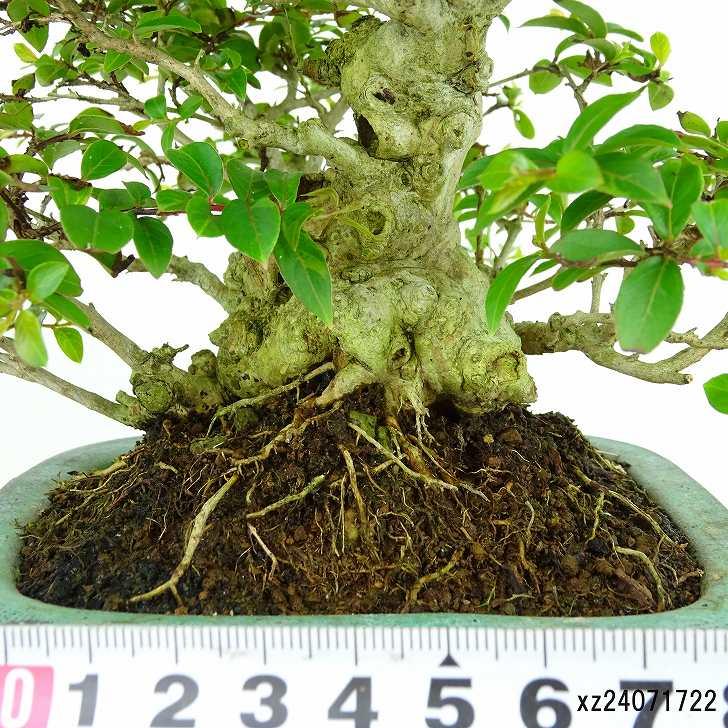 盆栽 百日紅 樹高 約14cm さるすべり Lagerstroemia indica 盆栽 百日紅 樹高 約14cm さるすべり Lagerstroemia indica