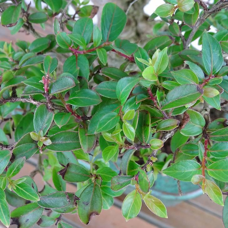 盆栽 百日紅 樹高 約14cm さるすべり Lagerstroemia indica