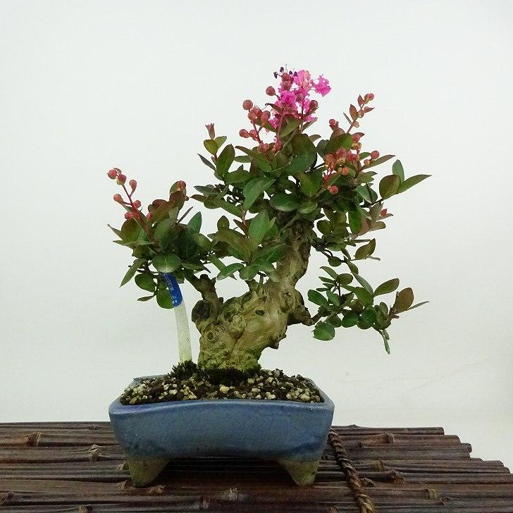 盆栽 百日紅 樹高 約23cm さるすべり Lagerstroemia indica サルスベリ