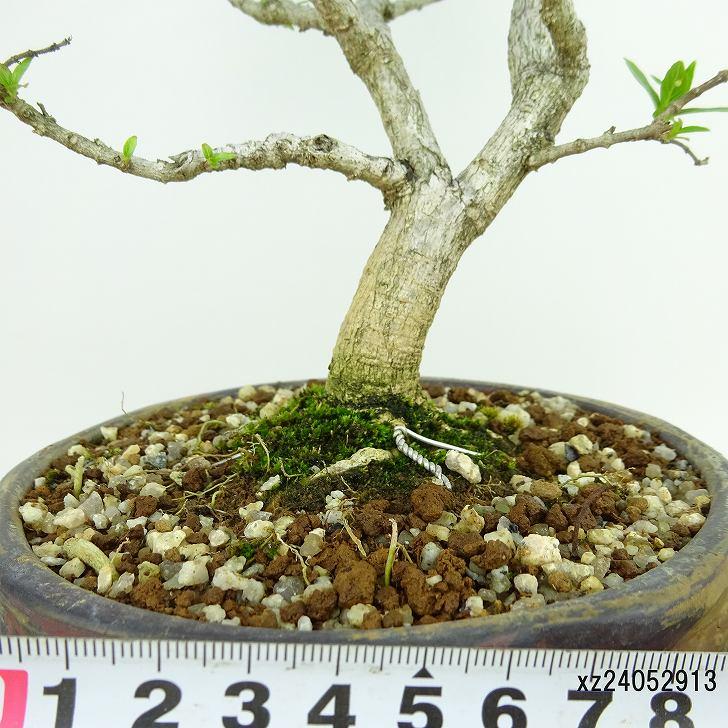 盆栽 沢蓋木 樹高 約26cm さわふたぎ Symplocos sawafutagi