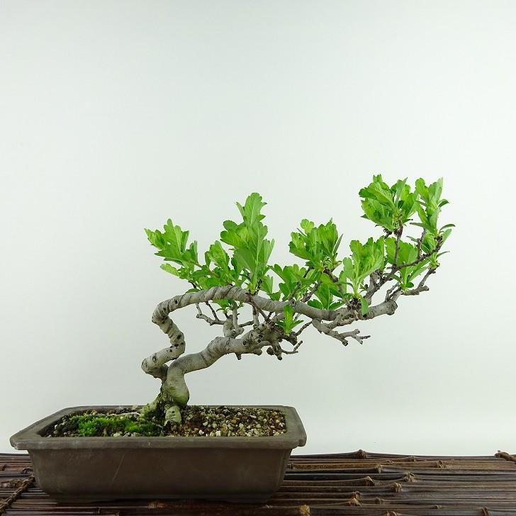 盆栽 山査子 樹高 約19cm さんざし Crataegus cuneata サンザシ バラ科