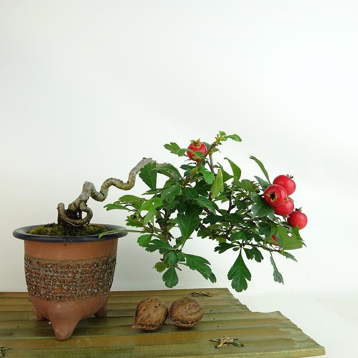 盆栽 白 山査子 樹高 上下 約13cm さんざし Crataegus cuneata 盆栽 白 山査子 樹高 上下 約13cm さんざし Crataegus cuneata