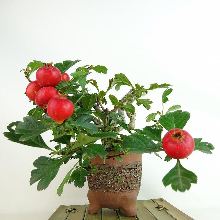 盆栽 白 山査子 樹高 上下 約13cm さんざし Crataegus cuneata 盆栽 白 山査子 樹高 上下 約13cm さんざし Crataegus cuneata
