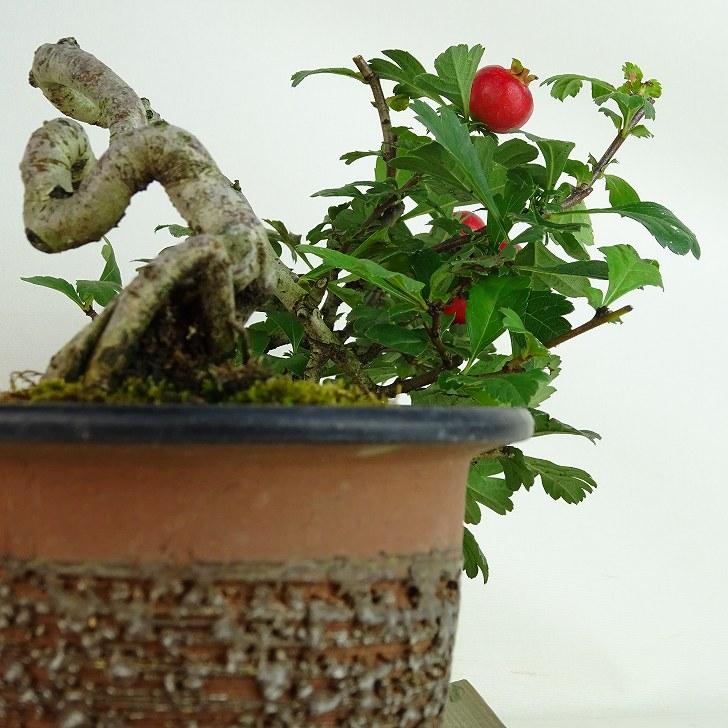 盆栽 白 山査子 樹高 上下 約13cm さんざし Crataegus cuneata 盆栽 白 山査子 樹高 上下 約13cm さんざし Crataegus cuneata