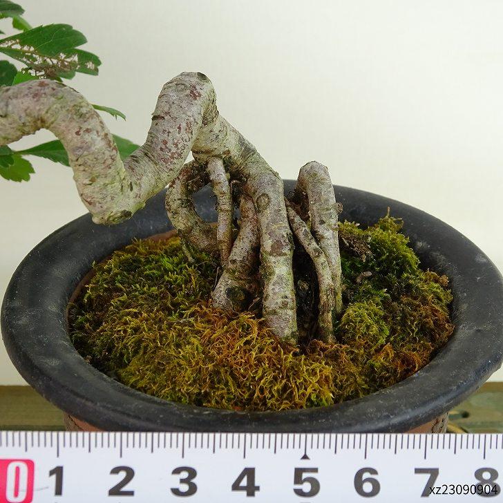 盆栽 白 山査子 樹高 上下 約13cm さんざし Crataegus cuneata 盆栽 白 山査子 樹高 上下 約13cm さんざし Crataegus cuneata