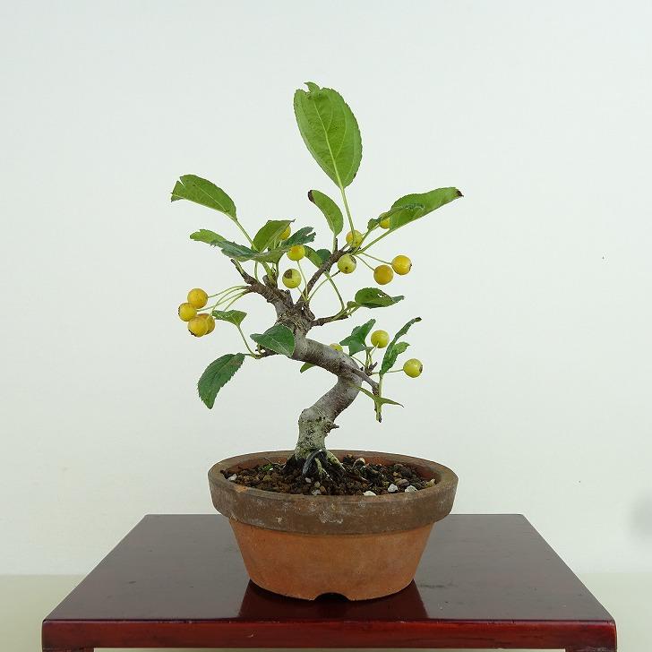 盆栽 酸実 樹高 約14cm ずみ Malus toringo ズミ 実物 黄 バラ科 盆栽 酸実 樹高 約14cm ずみ Malus toringo ズミ 実物 黄 バラ科