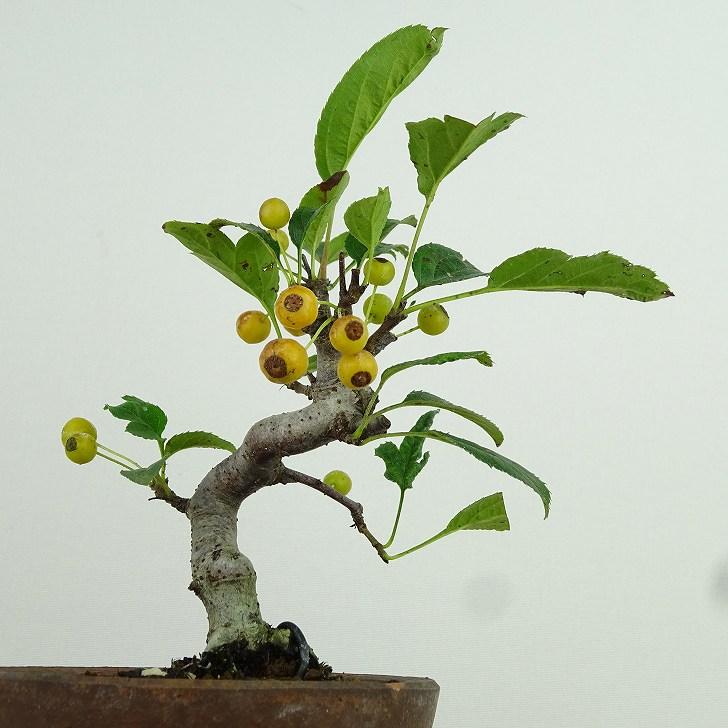 盆栽 酸実 樹高 約14cm ずみ Malus toringo ズミ 実物 黄 バラ科 盆栽 酸実 樹高 約14cm ずみ Malus toringo ズミ 実物 黄 バラ科