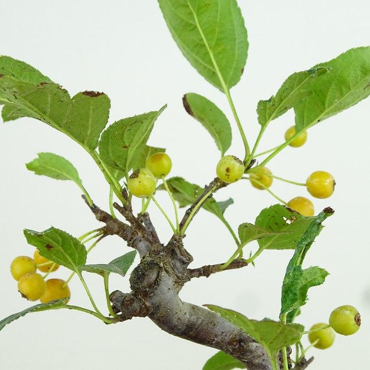 盆栽 酸実 樹高 約14cm ずみ Malus toringo ズミ 実物 黄 バラ科 盆栽 酸実 樹高 約14cm ずみ Malus toringo ズミ 実物 黄 バラ科