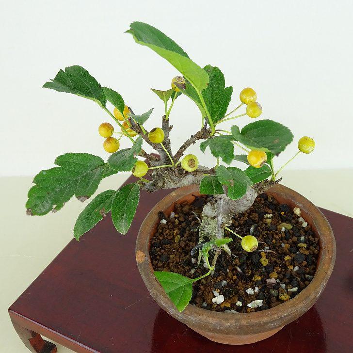 盆栽 酸実 樹高 約14cm ずみ Malus toringo ズミ 実物 黄 バラ科 盆栽 酸実 樹高 約14cm ずみ Malus toringo ズミ 実物 黄 バラ科