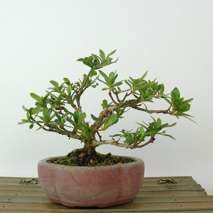盆栽 皐月 樹高 約11cm さつき Rhododendron indicum サツキ ツツジ科
