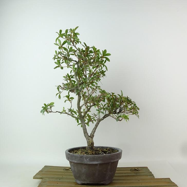 盆栽 皐月 れいこ 樹高 約29cm さつき Rhododendron indicum サツキ