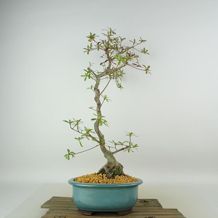 盆栽 皐月 旭の泉 樹高 約45cm さつき Rhododendron indicum サツキ
