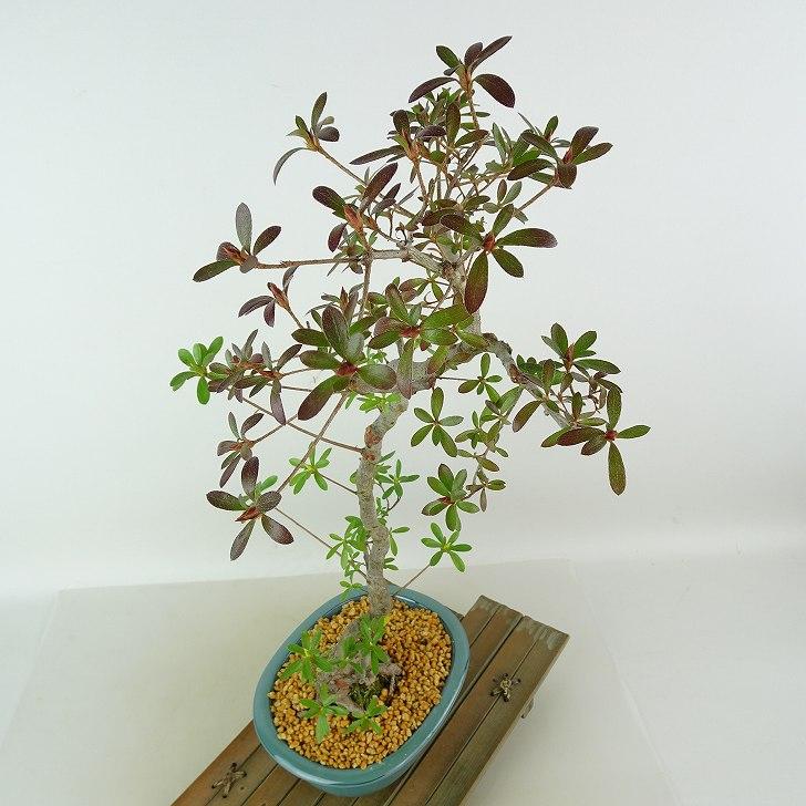 盆栽 皐月 旭の泉 樹高 約45cm さつき Rhododendron indicum サツキ 