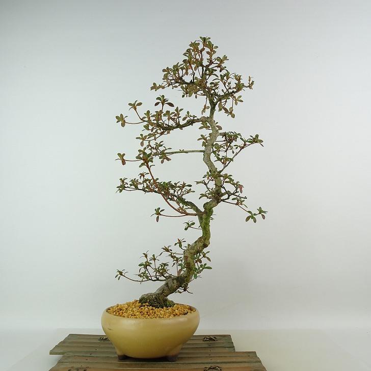 盆栽 皐月 樹高 約11cm さつき Rhododendron indicum サツキ ツツジ科