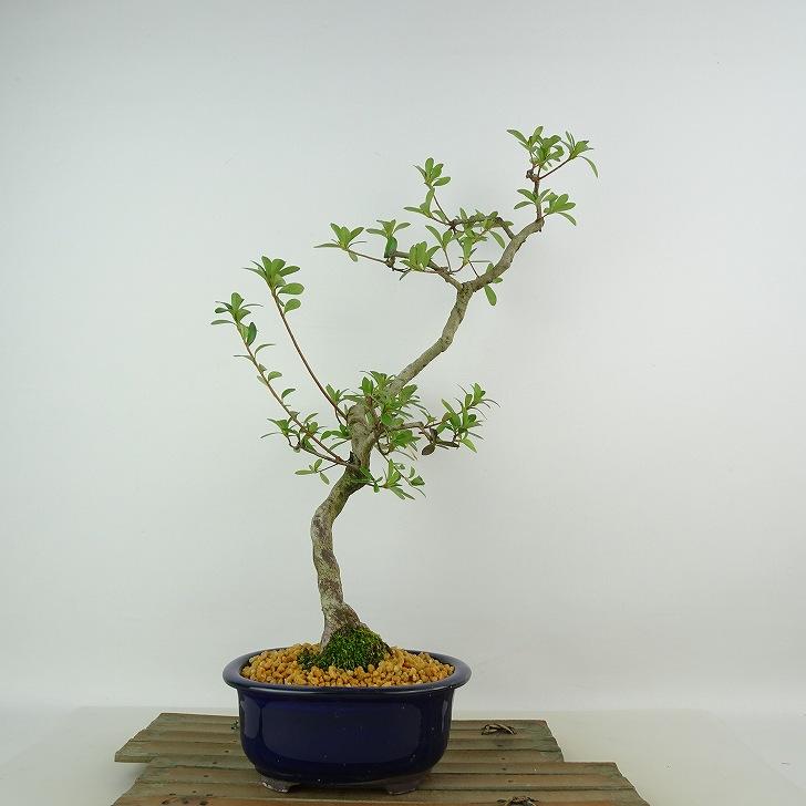 盆栽 皐月 八咫の鏡 樹高 約39cm さつき Rhododendron indicum サツキ