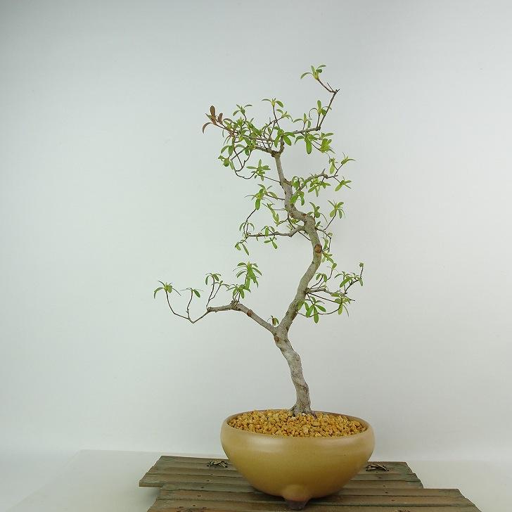盆栽 皐月 花水仙 樹高 約37cm さつき Rhododendron indicum サツキ