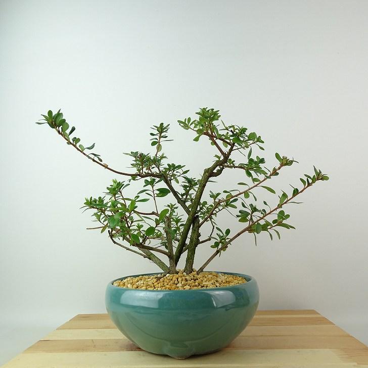 盆栽 皐月 紅姫 樹高 約22cm さつき Rhododendron indicum サツキ