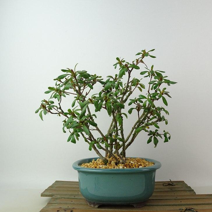 盆栽 皐月 歓喜天 樹高 約19cm さつき Rhododendron indicum サツキ