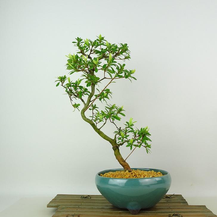 盆栽 皐月 桜姫 樹高 約30cm さつき Rhododendron indicum サツキ