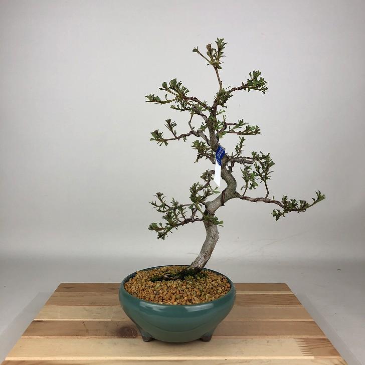 盆栽 皐月 日光 樹高 約30cm さつき Rhododendron indicum サツキ