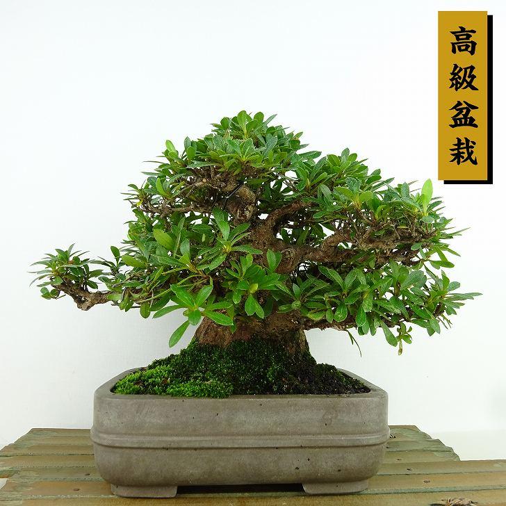 盆栽 皐月 大盃 樹高 約16cm さつき 高級盆栽 Rhododendron indicum