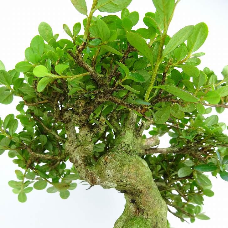 盆栽 皐月 深山霧島 樹高 約19cm さつき Rhododendron indicum 盆栽 皐月 深山霧島 樹高 約19cm さつき Rhododendron indicum