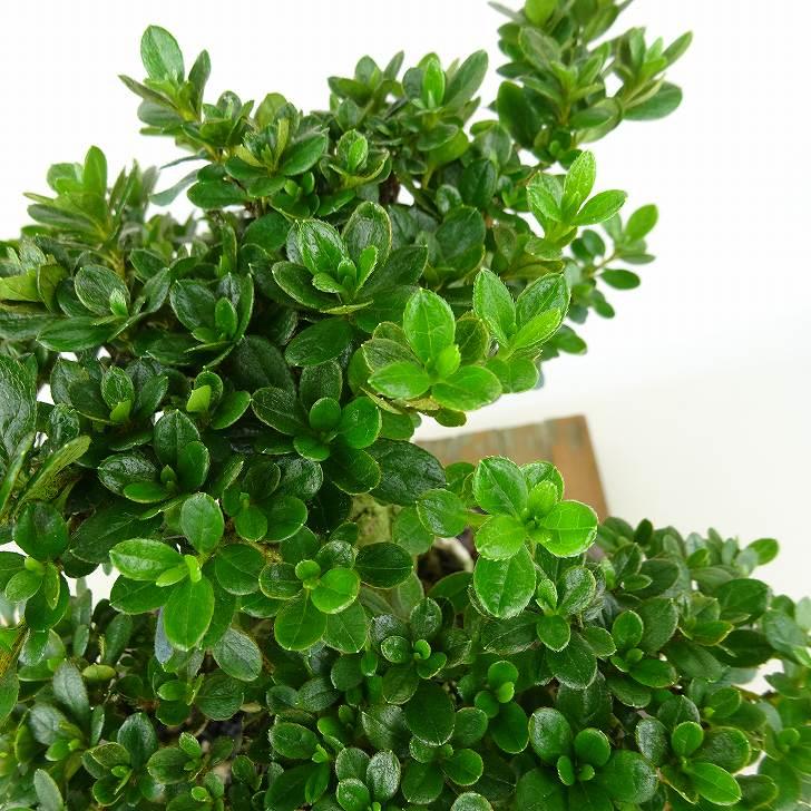 盆栽 皐月 深山霧島 樹高 約19cm さつき Rhododendron indicum 盆栽 皐月 深山霧島 樹高 約19cm さつき Rhododendron indicum