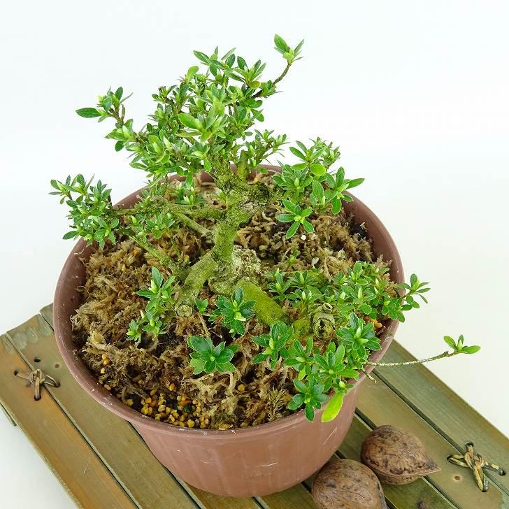 明美の月】さつき盆栽皐月