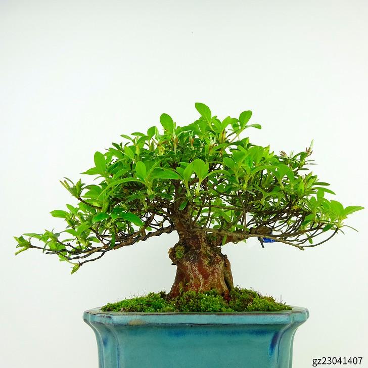白木盆栽園 石付き皐月(白玲の光) サツキ盆栽樹高18センチ花物雑木小品 