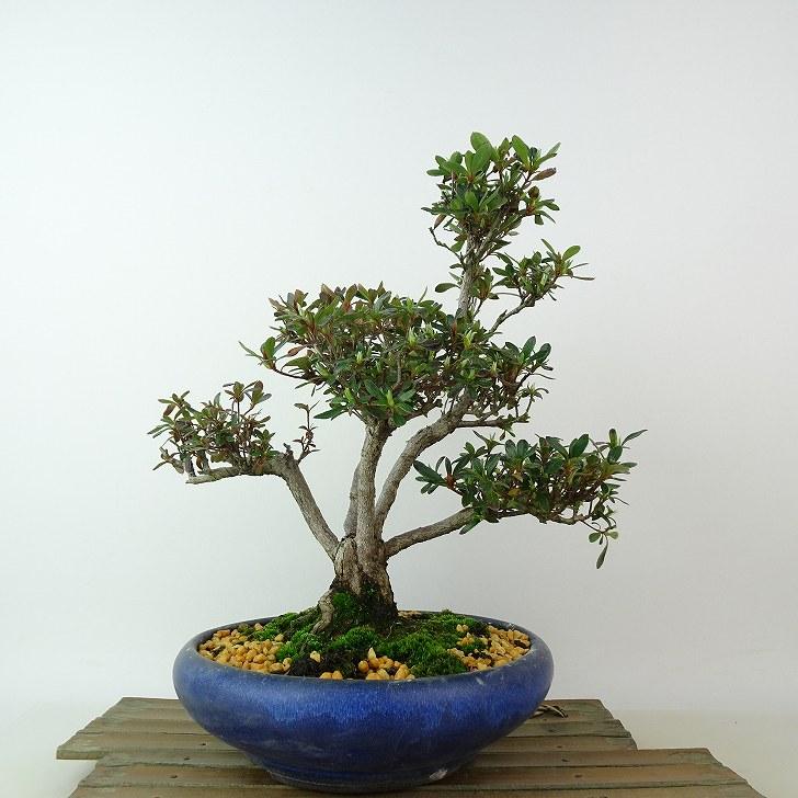 盆栽 皐月 こだまの舞 樹高 約25cm さつき Rhododendron indicum 盆栽 皐月 こだまの舞 樹高 約25cm さつき Rhododendron indicum