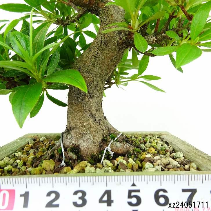 盆栽 皐月 麗子 樹高 約17cm さつき Rhododendron indicum 盆栽 皐月 麗子 樹高 約17cm さつき Rhododendron indicum