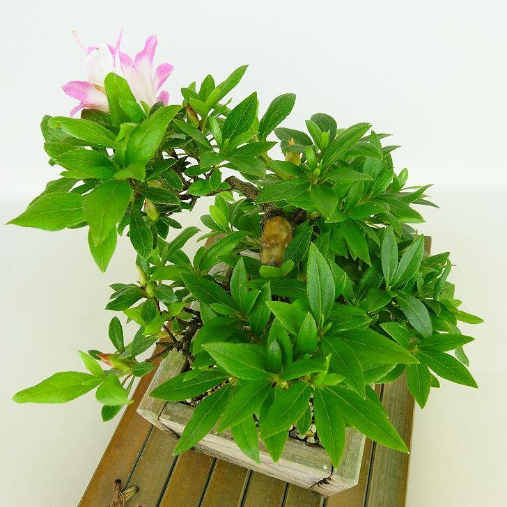 盆栽 皐月 麗子 樹高 約17cm さつき Rhododendron indicum 盆栽 皐月 麗子 樹高 約17cm さつき Rhododendron indicum