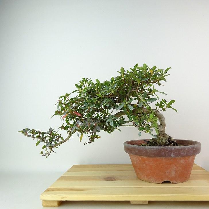 盆栽 皐月 樹高 約11cm さつき Rhododendron indicum サツキ ツツジ科