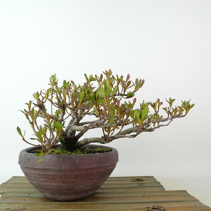 盆栽 皐月 はなびん 樹高 約12cm さつき Rhododendron indicum サツキ