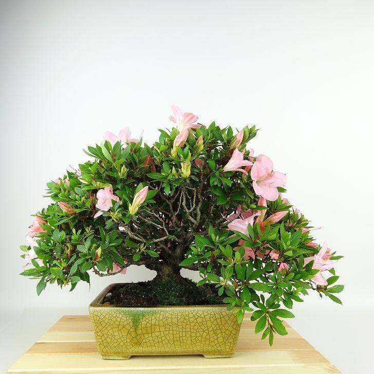 盆栽 皐月 葵の輝 樹高 約29cm さつき Rhododendron indicum サツキ
