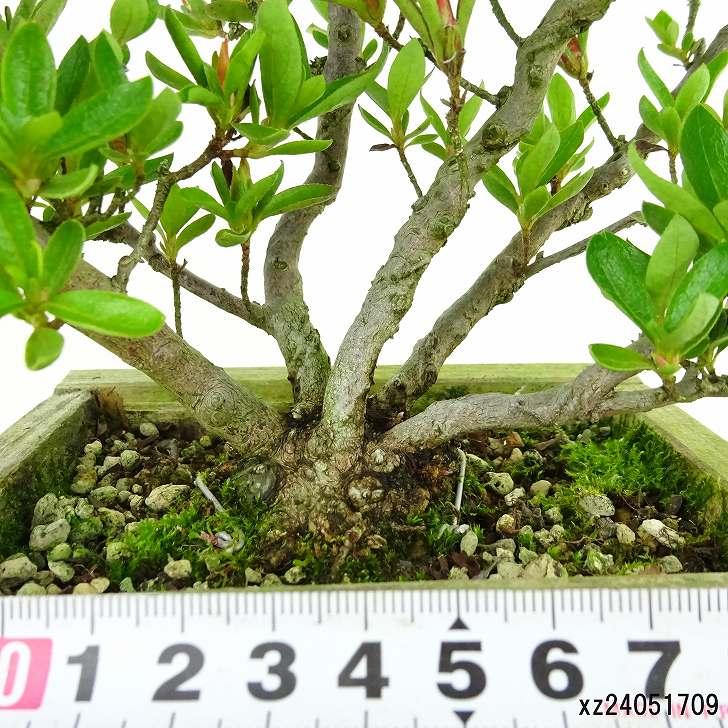 盆栽 皐月 初孫 樹高 約19cm さつき Rhododendron indicum 盆栽 皐月 初孫 樹高 約19cm さつき Rhododendron indicum
