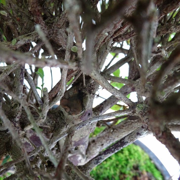 盆栽 皐月 鈴の誉 樹高 約22cm さつき Rhododendron indicum 盆栽 皐月 鈴の誉 樹高 約22cm さつき Rhododendron indicum