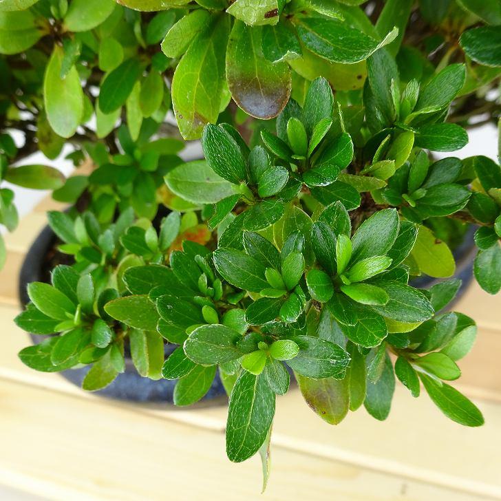 盆栽 皐月 鈴の誉 樹高 約22cm さつき Rhododendron indicum 盆栽 皐月 鈴の誉 樹高 約22cm さつき Rhododendron indicum