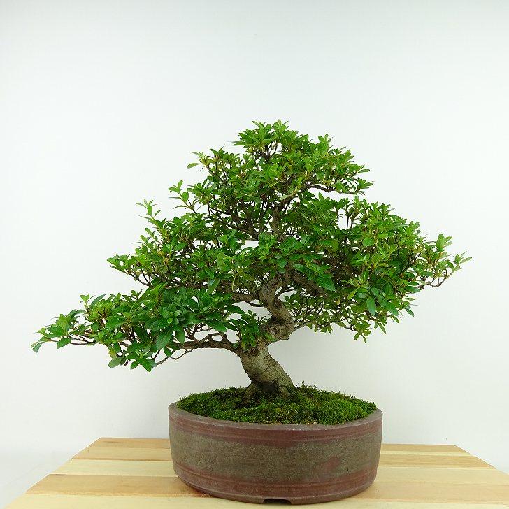 さつき　盆栽　皐月③ 楽天市場】盆栽 皐月 樹高 約11cm さつき Rhododendron indicum サツキ