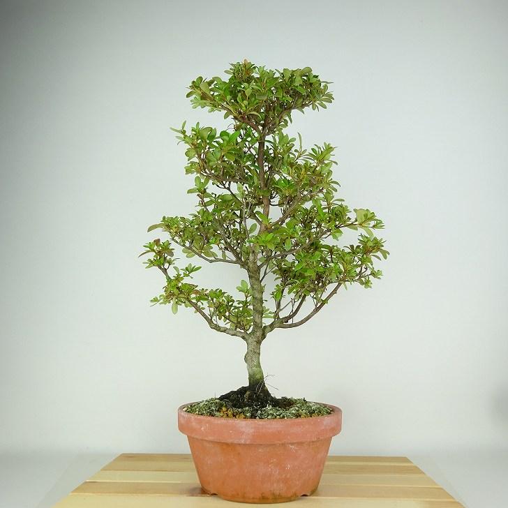 盆栽 皐月 星の輝 樹高 約17cm さつき Rhododendron indicum サツキ 花