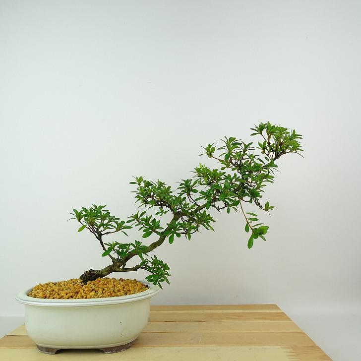 皐月盆栽旭の泉