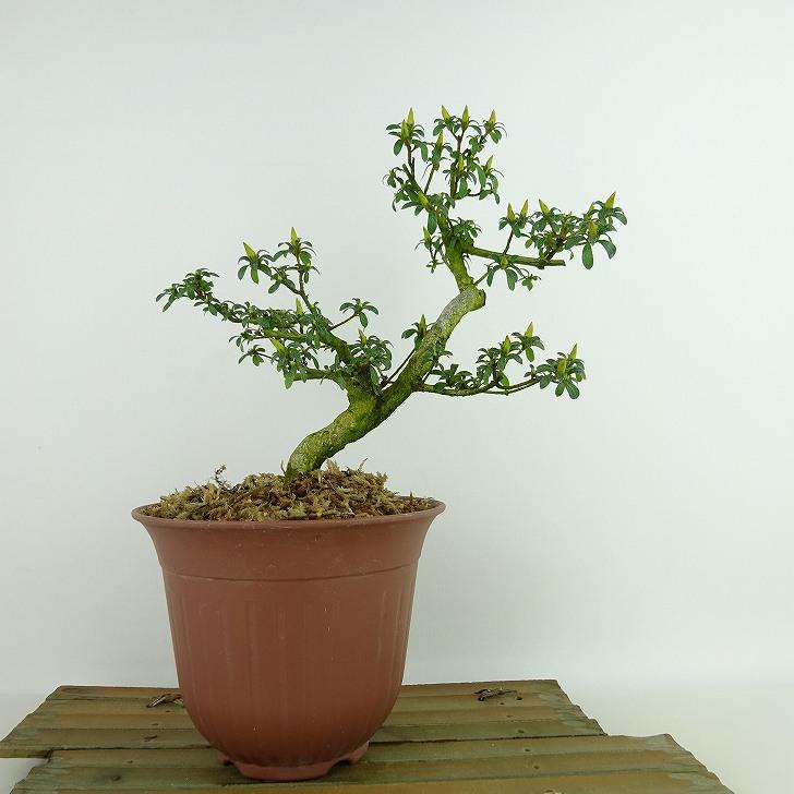 盆栽 皐月 かぐや姫 樹高 約20cm さつき Rhododendron indicum サツキ