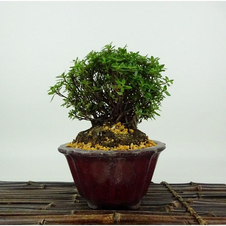 盆栽 皐月 早乙女小町 樹高 約12cm さつき Rhododendron indicum