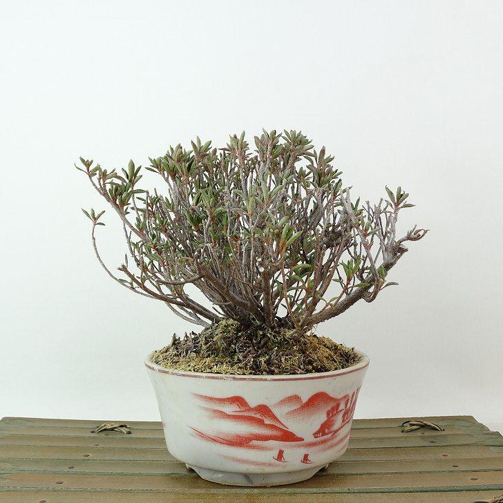 盆栽 皐月 早乙女 樹高 約11cm さつき Rhododendron indicum サツキ