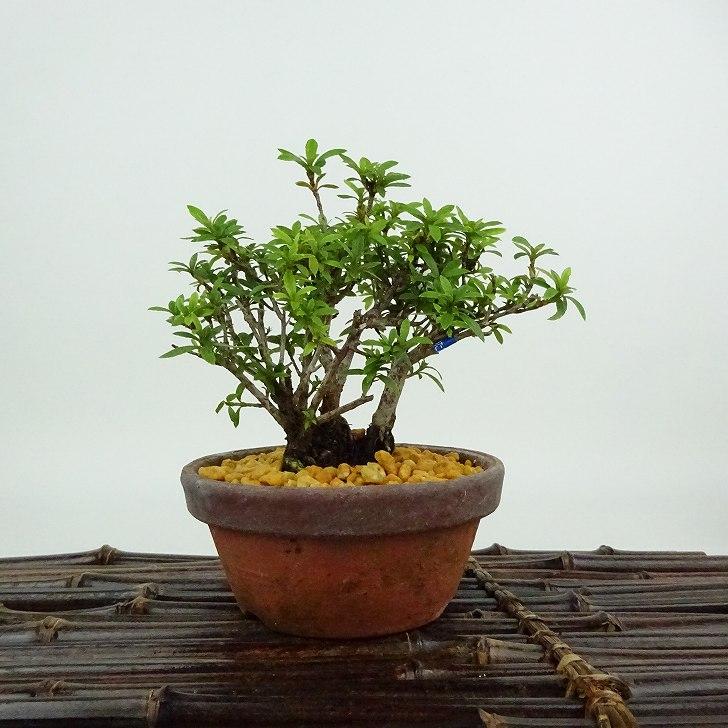 盆栽 皐月 金彩 樹高 約9cm さつき Rhododendron indicum サツキ