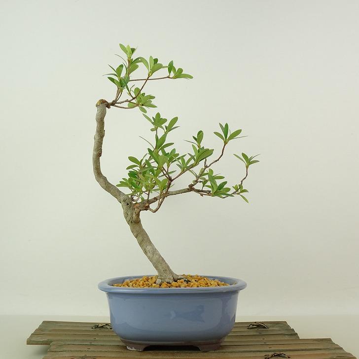 盆栽 皐月 神鏡 樹高 約25cm さつき Rhododendron indicum サツキ 