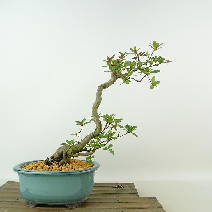 盆栽 皐月 神鏡 樹高 約24cm さつき Rhododendron indicum サツキ 