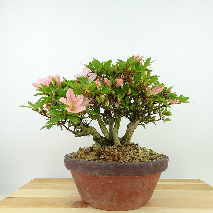 盆栽 皐月 日光 樹高 約19cm さつき Rhododendron indicum 盆栽 皐月 日光 樹高 約19cm さつき Rhododendron indicum