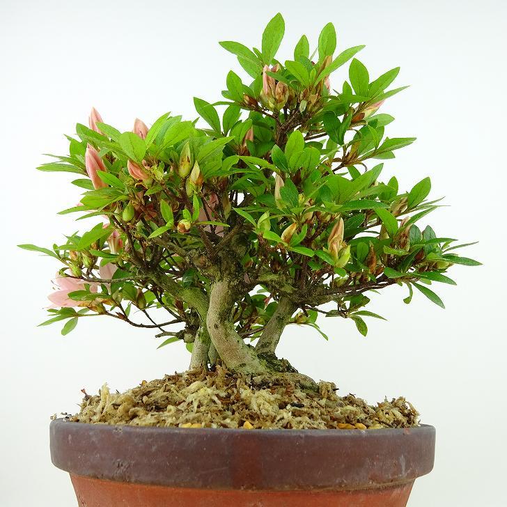 盆栽 皐月 日光 樹高 約19cm さつき Rhododendron indicum 盆栽 皐月 日光 樹高 約19cm さつき Rhododendron indicum